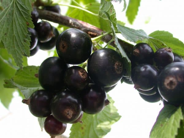 Най-добрите сортове черен сладък касис с големи плодове за региона на Москва