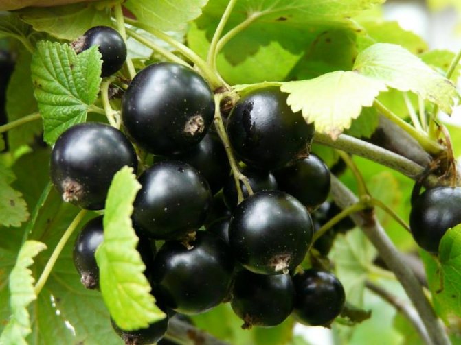 The best varieties of black sweet currant with large berries for the Moscow region
