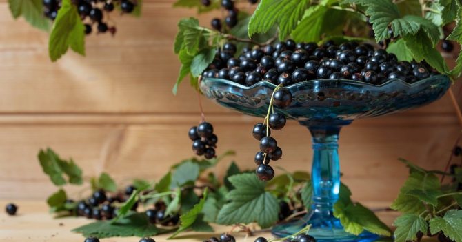 The best varieties of black sweet currant with large berries for the Moscow region