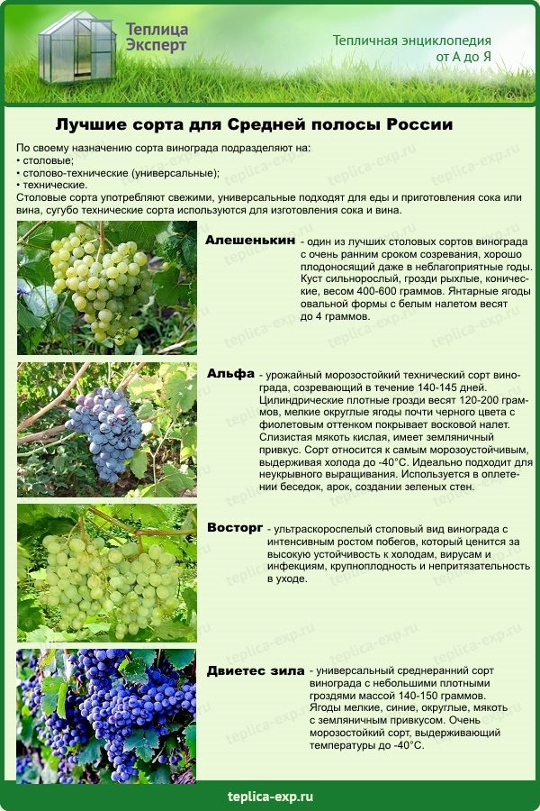 The best varieties for Central Russia