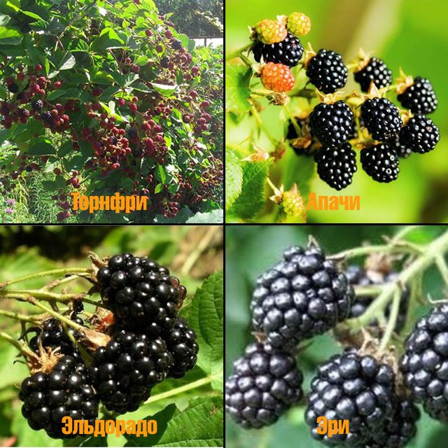 The best varieties of blackberries for central Russia, Moscow region