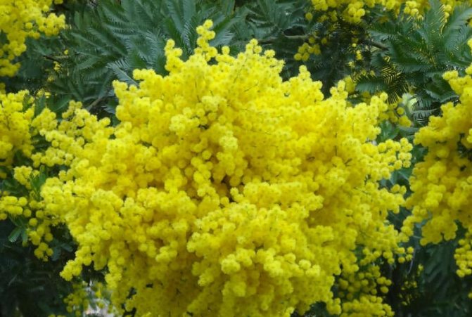 The best varieties and features of agricultural technology of tropical mimosa