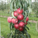 أفضل أنواع أشجار التفاح العمودي لمنطقة موسكو: المراجعات والصور والوصف