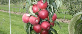 أفضل أنواع أشجار التفاح العمودي لمنطقة موسكو: المراجعات والصور والوصف