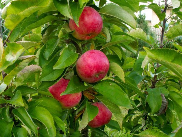 Най-добрите сортове колоновидни ябълкови дървета за региона на Москва: рецензии, снимки и описание