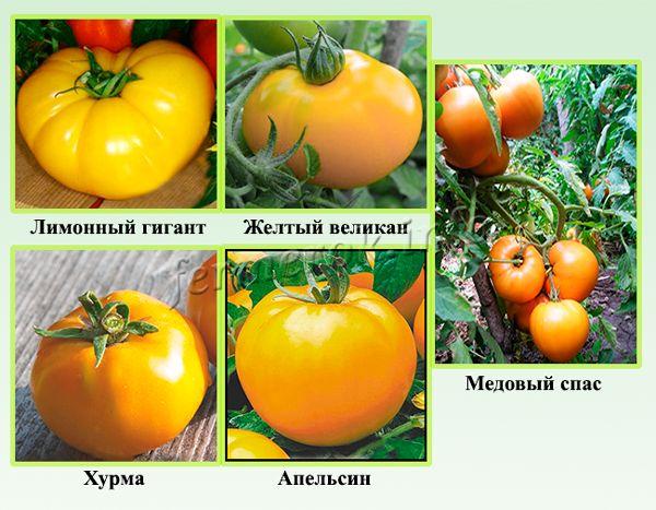 De bästa sorterna av stora gula tomater