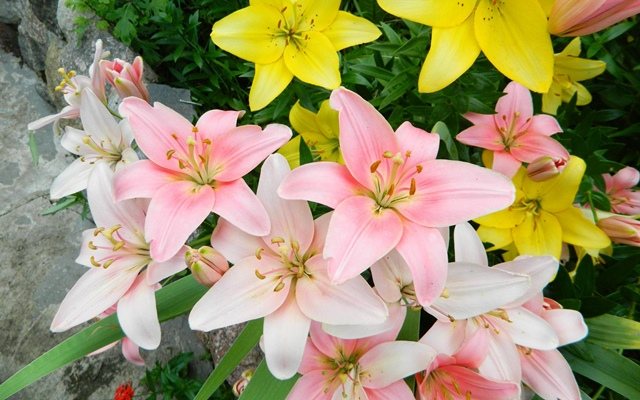 the best varieties of lilies for the Moscow region