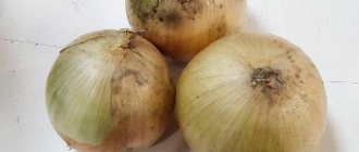 the best varieties of onions 1-1