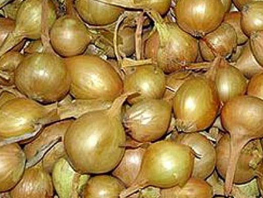 the best varieties of onions - local Arzamas