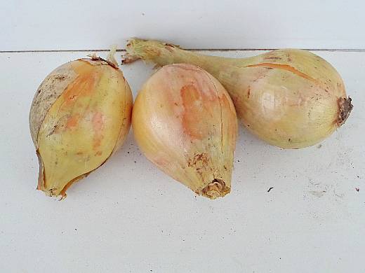 the best varieties of onions, white