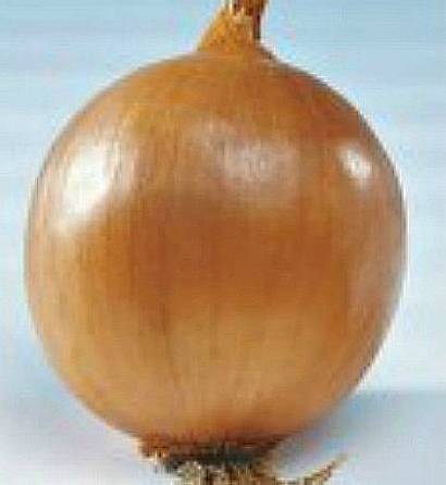 the best varieties of onions - hilton f1