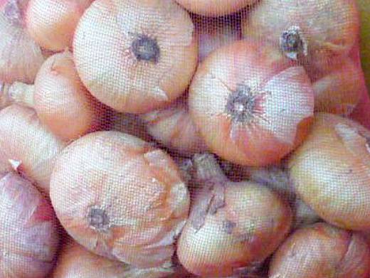 the best varieties of onions - timiryazevsky