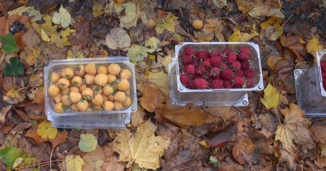 Nejlepší malinové odrůdy pro jih, pro Moskevskou oblast, Ural, střední Rusko a Sibiř: popis, fotografie, video