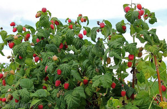 Ang pinakamahusay na mga varieties ng raspberry para sa timog, para sa rehiyon ng Moscow, ang Ural, gitnang Russia at Siberia: paglalarawan, larawan, video