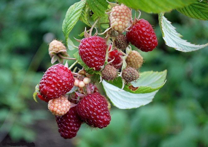Ang pinakamahusay na mga pagkakaiba-iba ng mga remontant raspberry: 5 uri para sa rehiyon ng Moscow