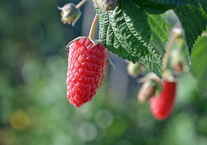 The best varieties of remontant raspberries: 5 types for the Moscow region