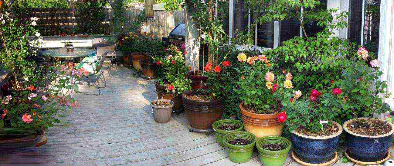ang pinakamahusay na mga pagkakaiba-iba ng mga patio roses
