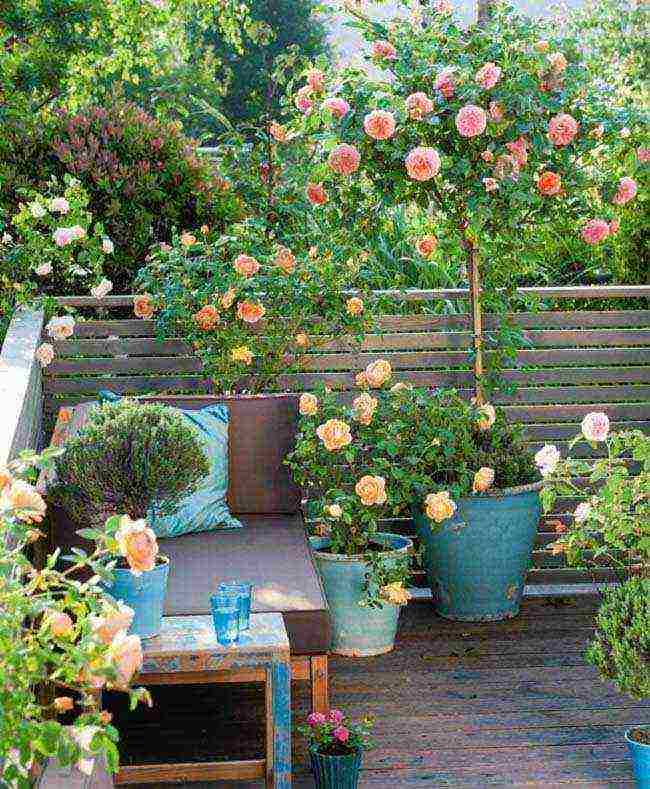 the best varieties of patio roses
