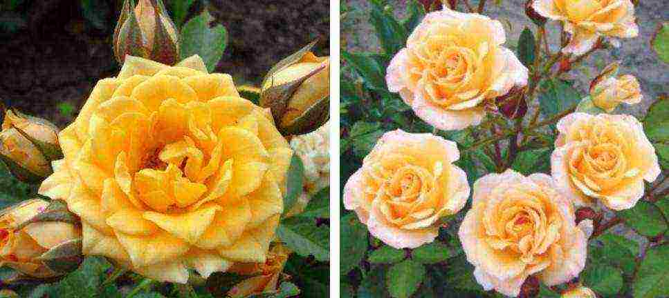 най-добрите сортове вътрешни дворни рози