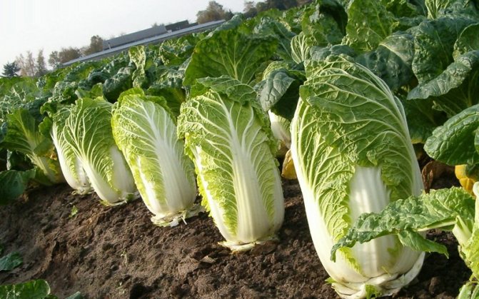 The best varieties of Chinese cabbage for the middle lane (with photo)