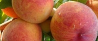 The best peach varieties for Belarus. All offers in the category Peach seedlings
