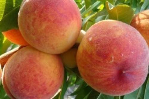Ang pinakamahusay na mga varieties ng peach para sa Belarus. Lahat ng mga alok sa kategorya Mga punla ng peach