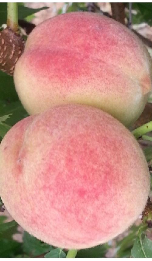 Ang pinakamahusay na mga varieties ng peach para sa Belarus. Lahat ng mga alok sa kategoryang Peach seedlings 06