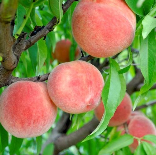 De bästa persikasorterna för Vitryssland. Alla erbjudanden i kategorin Persikaplantor 07