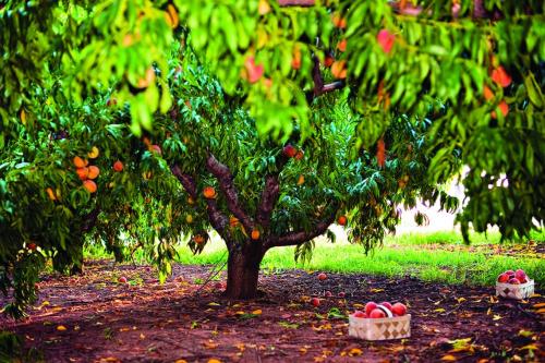Ang pinakamahusay na mga varieties ng peach para sa Belarus. Lahat ng mga alok sa kategoryang Peach seedlings 09
