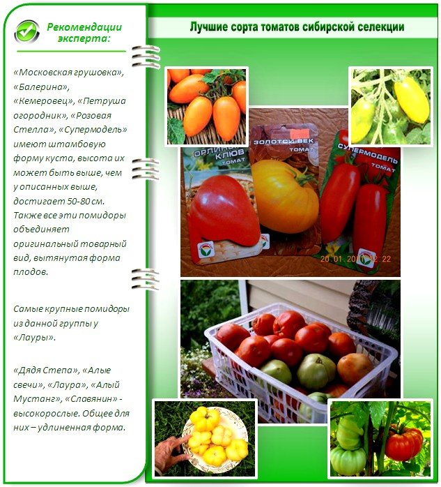 De bästa sorterna av tomater i sibiriskt urval