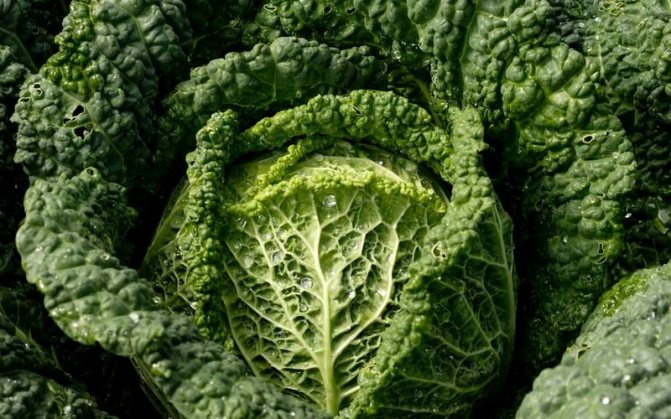 The best varieties of savoy cabbage for the middle lane (with photo)