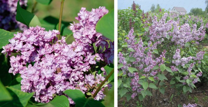 Varieti ungu terbaik untuk taman Rusia