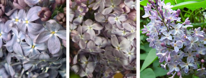 Varieti ungu terbaik untuk taman Rusia