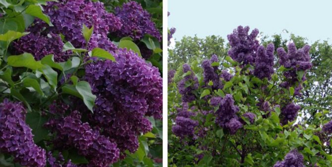 The best varieties of lilacs for the Russian garden