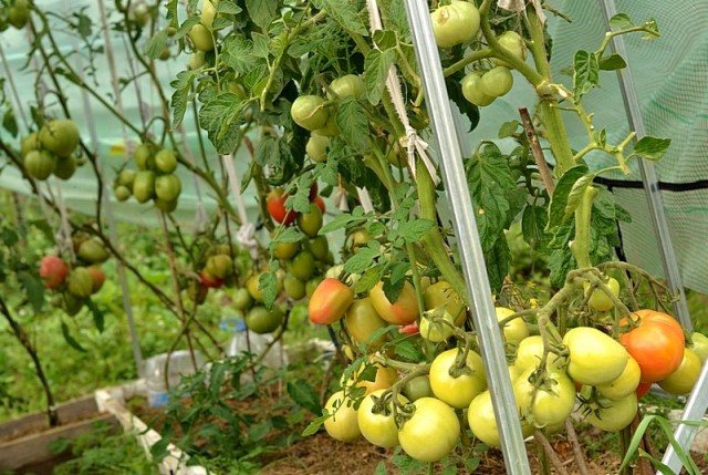 Nejlepší odrůdy rajčat pro skleníky v Moskevské oblasti