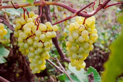 The best grape varieties for the Moscow region forum. Growing grapes in the Moscow region