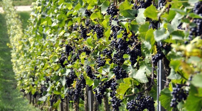 Най-добрите сортове грозде за централна Русия със снимки и описания