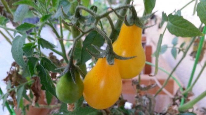De bästa sorterna av gula tomater för ett växthus: lära känna de ljusaste representanterna och välja rätt typ