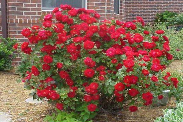 de bästa sorterna av vinterhärdiga rosor