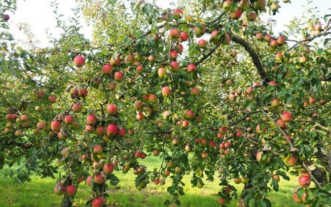 The best winter varieties of apple trees for the Moscow region and central Russia: photo and description