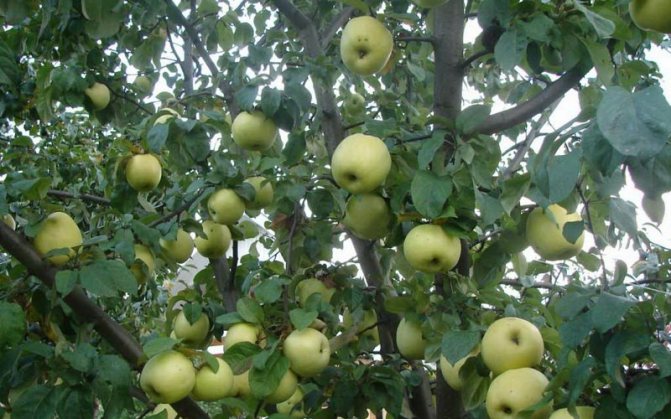 De bästa vintersorterna av äppelträd för Moskva-regionen och centrala Ryssland: foto och fotobeskrivning