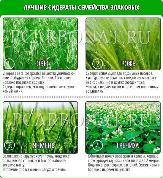 nejlepší zelené obilné hnojivo pro zlepšení plodnosti v zahradě