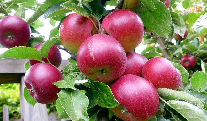 Nejlepší odrůda jablek