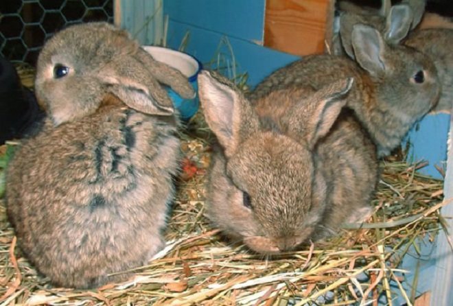 Ang pinakamahusay na pagkain pagkatapos ng paglipat ng mga rabbits mula sa ina ay hay at carrots.