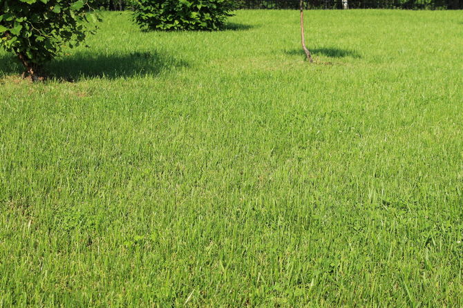 Meadow lawn