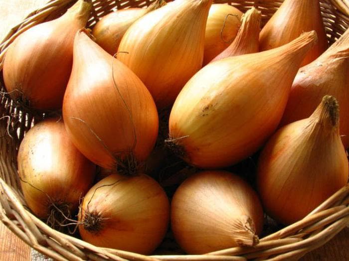 Bamberger onion description and characteristics of the variety reviews of gardeners with photos
