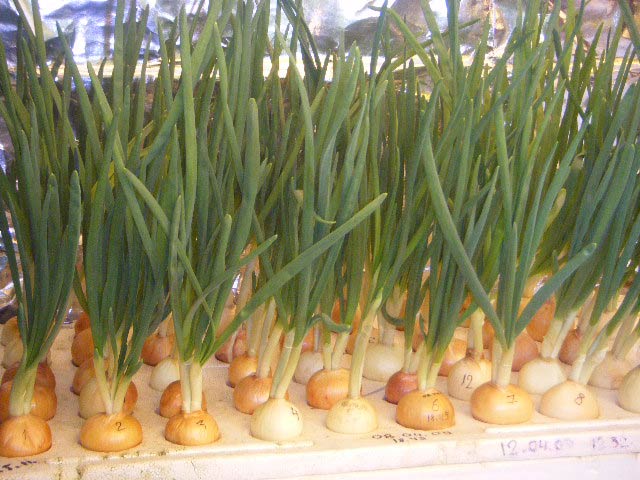 hydroponic seed onion