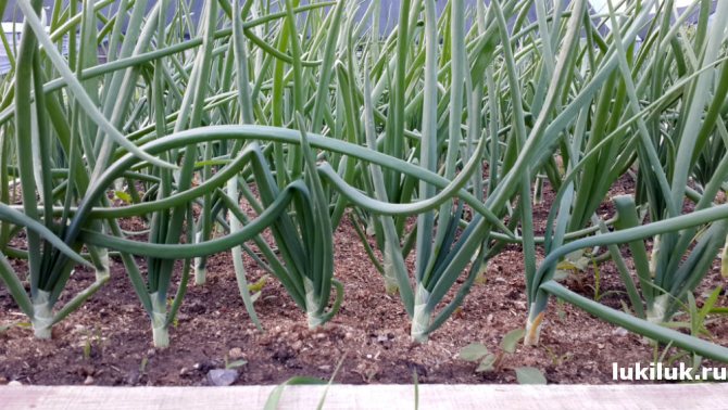 Onion sevok Stuttgarter Riesen description how to plant