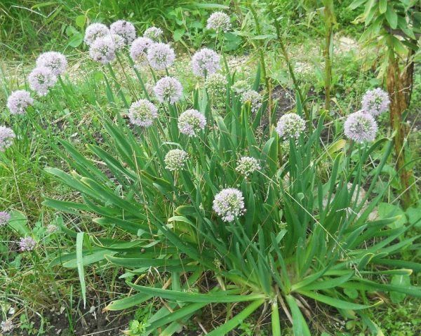 Onion-slime useful properties growing from seeds planting and care varieties recipes descriptions benefits and harms contraindications