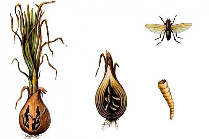 ذبابة البصل - مراحل التطوير